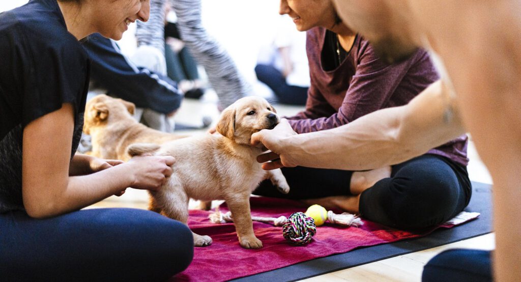 Il Puppy Yoga, lo yoga praticato con i cuccioli, è stato dichiarato illegale: il no del Ministero della Salute puppy yoga illegale