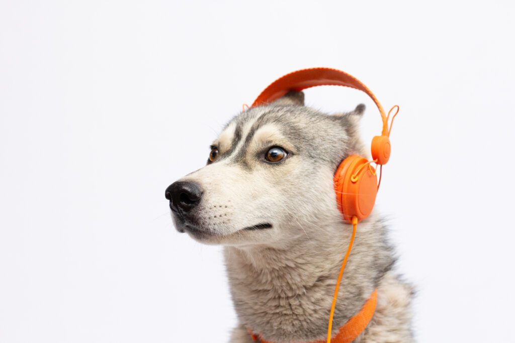 cane husky ascolta musica