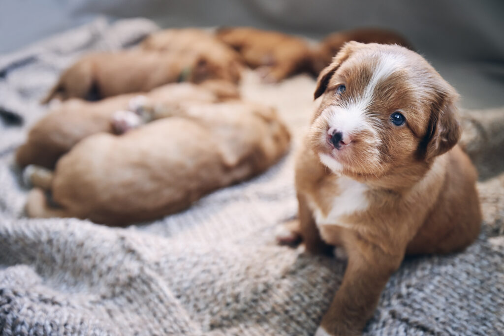 Quanto tempo i cuccioli dovrebbero restare con la loro mamma: consigli chiave per futuri proprietari di cani