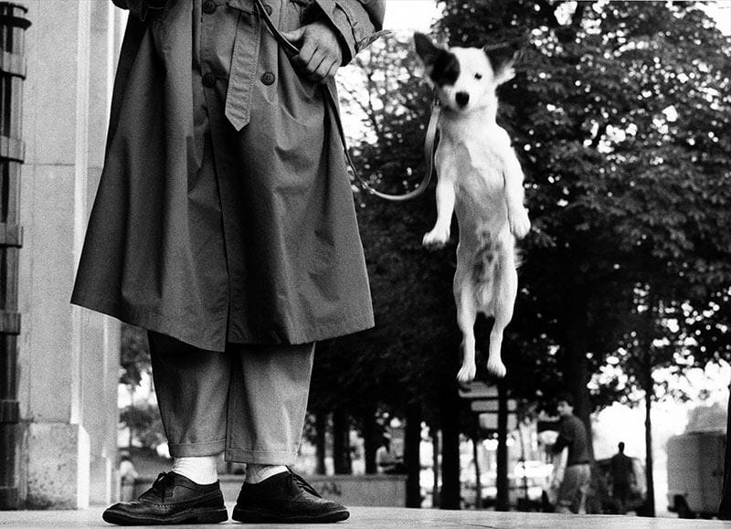 Giornata Mondiale dell'Arte: una personalissima selezione di 5 opere d'arte ritraenti cani “Jumping Dog” di Elliot Erwitt (1989)