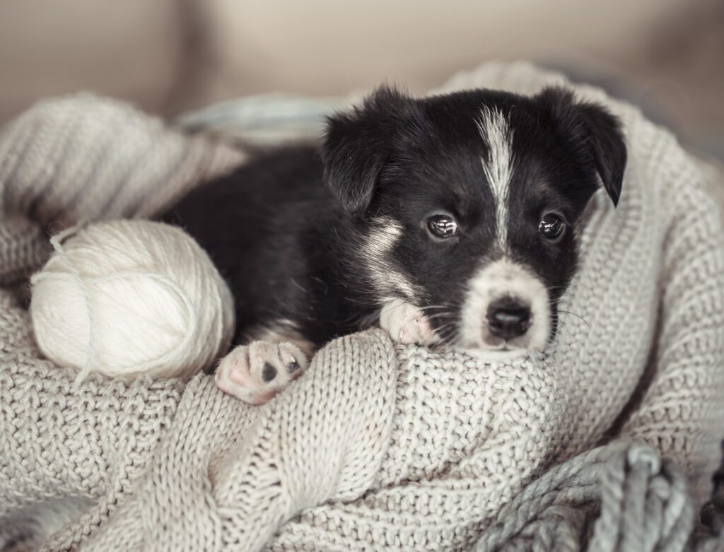 Quanto tempo i cuccioli dovrebbero restare con la loro mamma: consigli chiave per futuri proprietari di cani