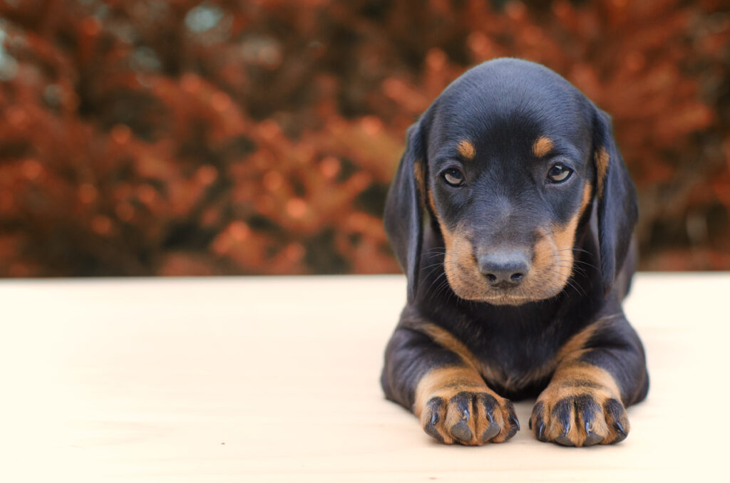 Quanto tempo i cuccioli dovrebbero restare con la loro mamma: consigli chiave per futuri proprietari di cani