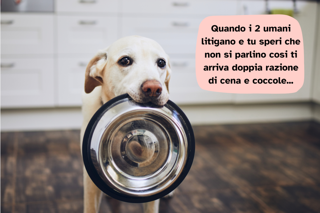 University of Cambridge scopre una variante genetica per l'obesità nei Labrador (e negli uomini)