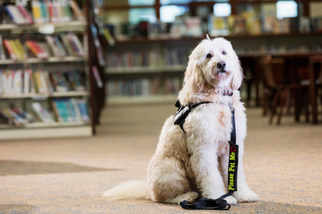 Gli IAA (Interventi assistiti con gli animali) o comunemente detti "Pet Therapy" pet therapy