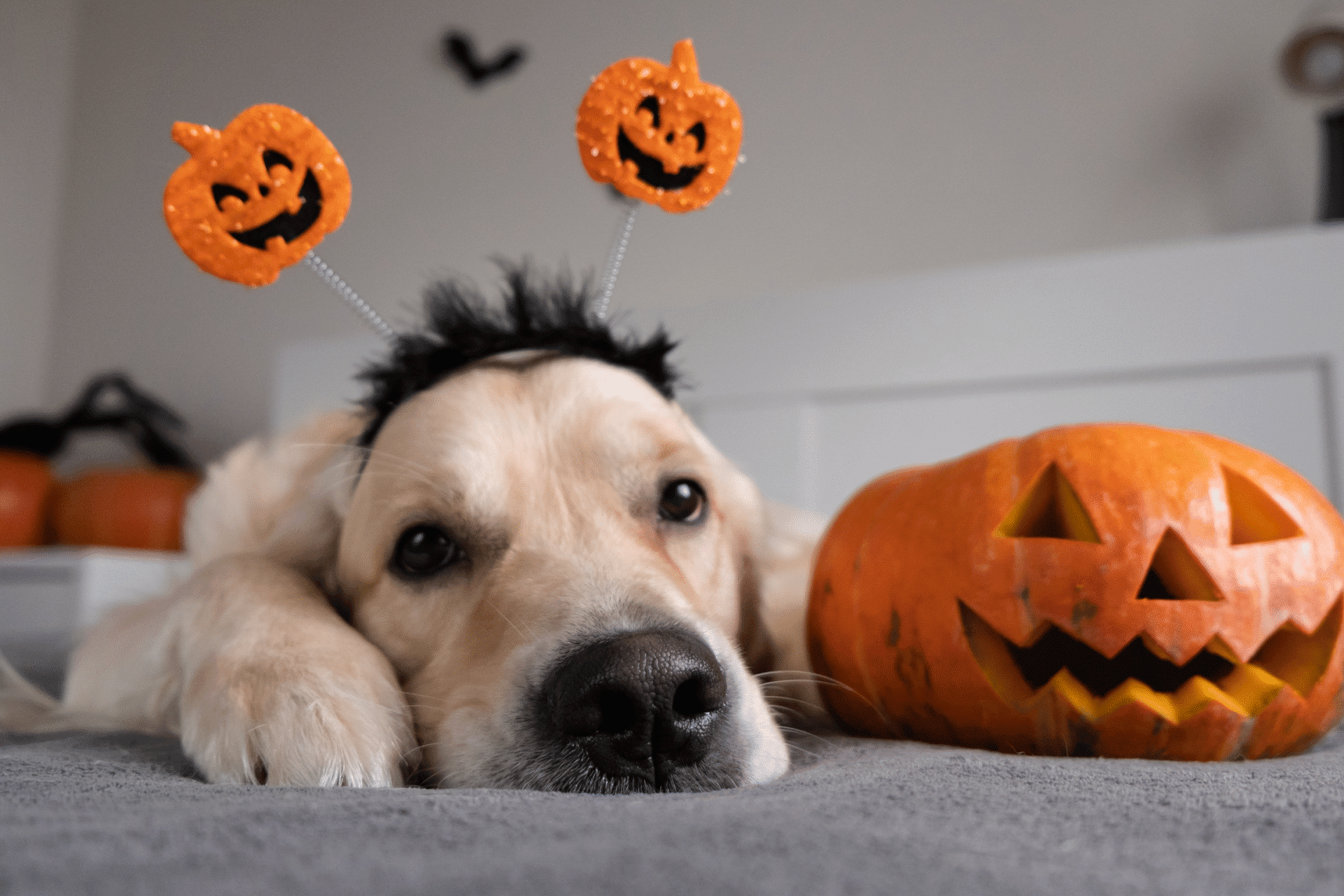 HALLOWEEN PET TRENDS