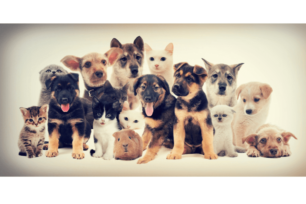 studio mars pet parents