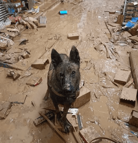 heroes de cuatros patas