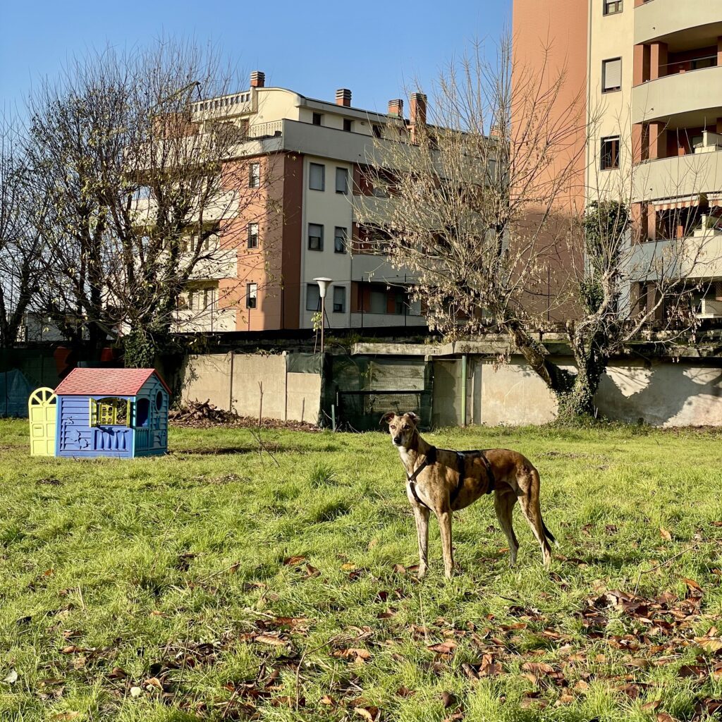 Dog City Garden 