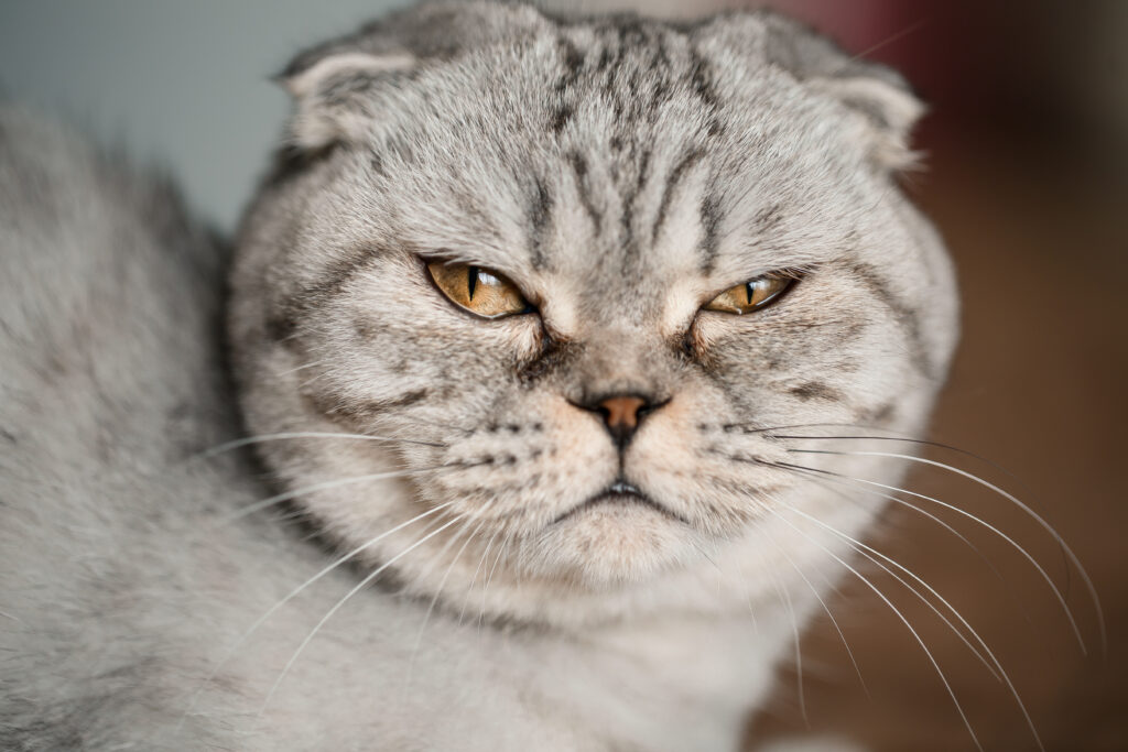 giornata nazionale del gatto