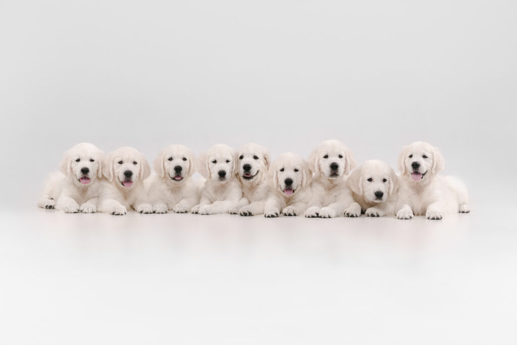 #goldenretrieverday
