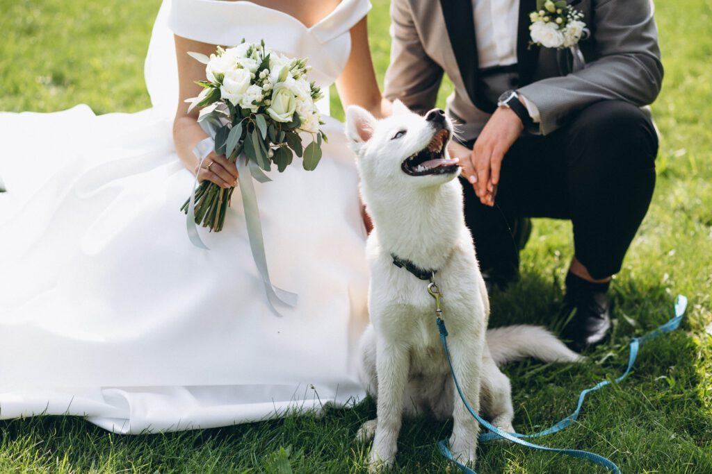matrimonio con cane