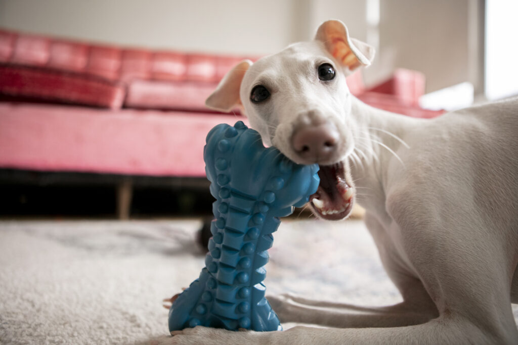 masticazione cani
