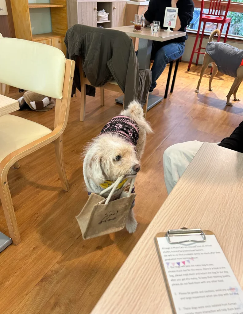 Paw-sitivamente unico: canetti salvati dal canile diventano camerieri speciali a Taiwan