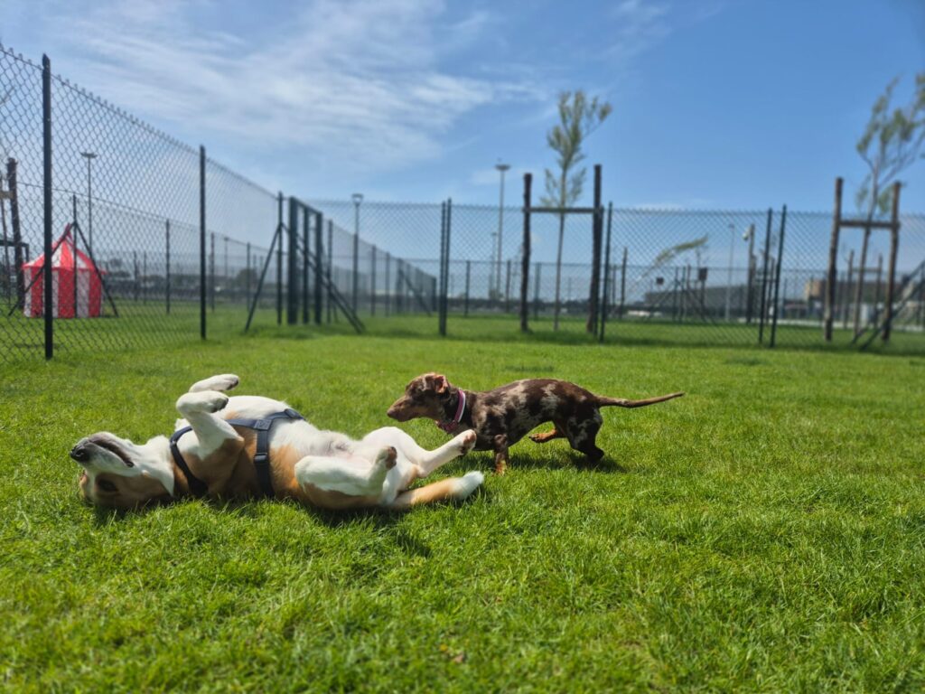 dog relais fiumicino