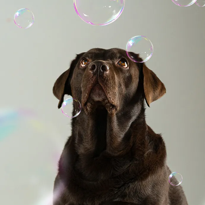 🐾 TOYS & BABY 2025: quando i cani iniziano la loro silenziosa, ma inesorabile ascesa