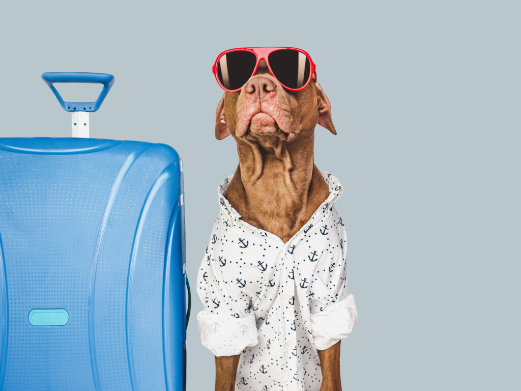 Enac apre ai cani di taglie superiori in cabina