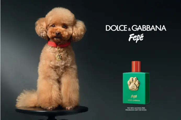 DolceGabbanaProfumoCaniFEfe