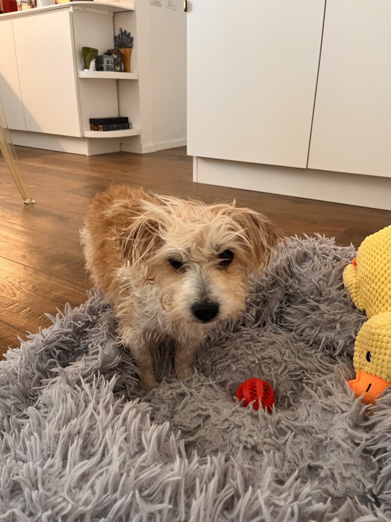adottare un cane adulto lilly 