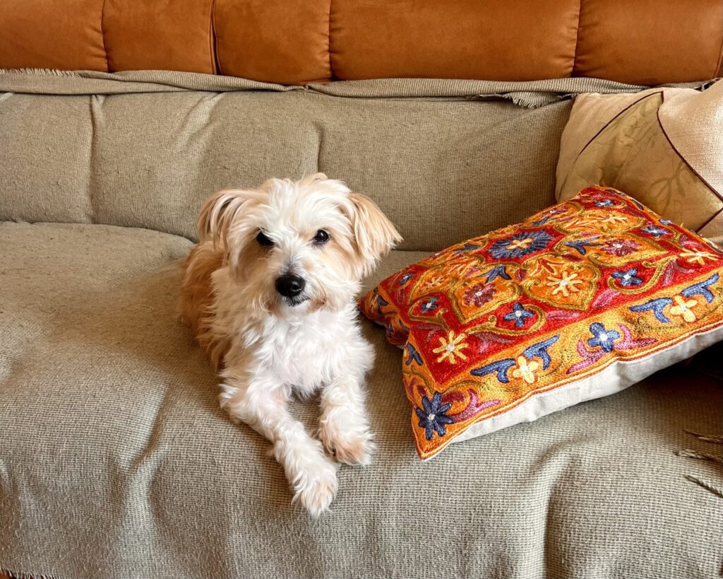 ADOTTARE UN CANE ADULTO LILLY
