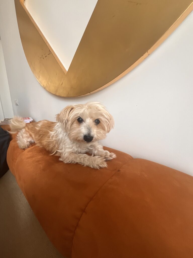 adottare un cane adulto lilly 