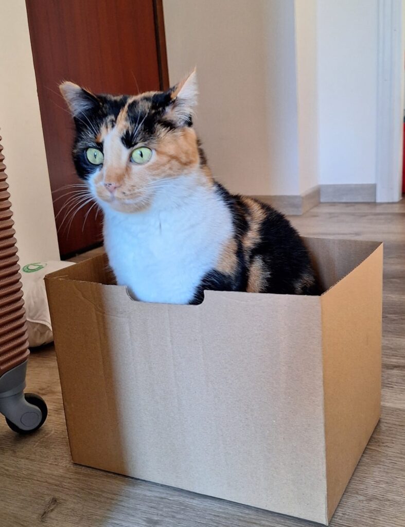 cat sitting milano
