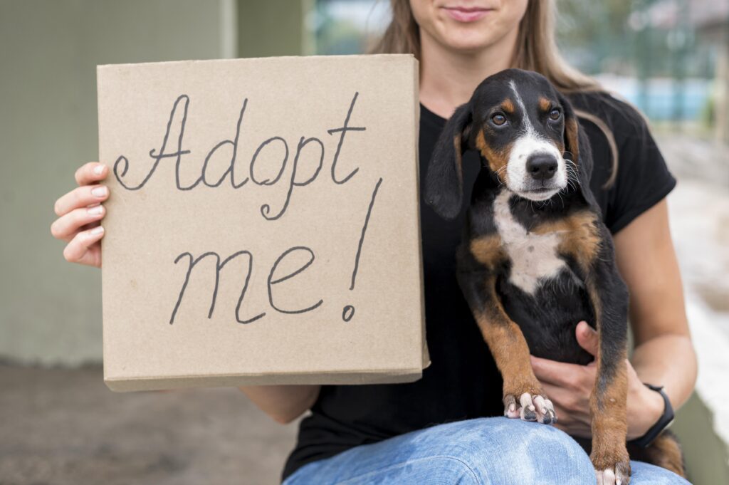 adozioni cane giornata nazionale contro l'abbandono