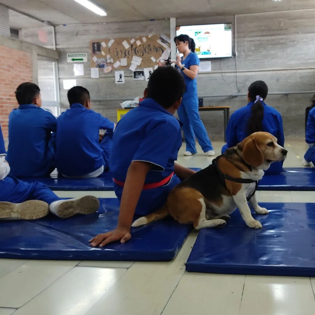amigos de 4 patas bogota