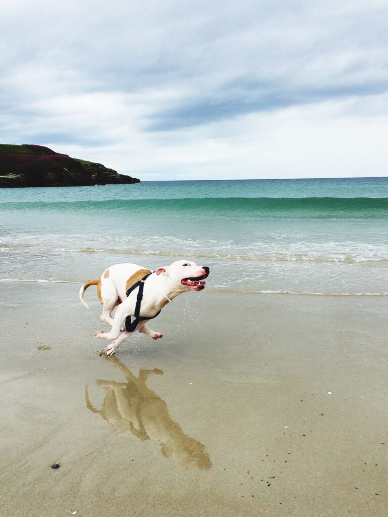 spiagge dog-friendly in Italia