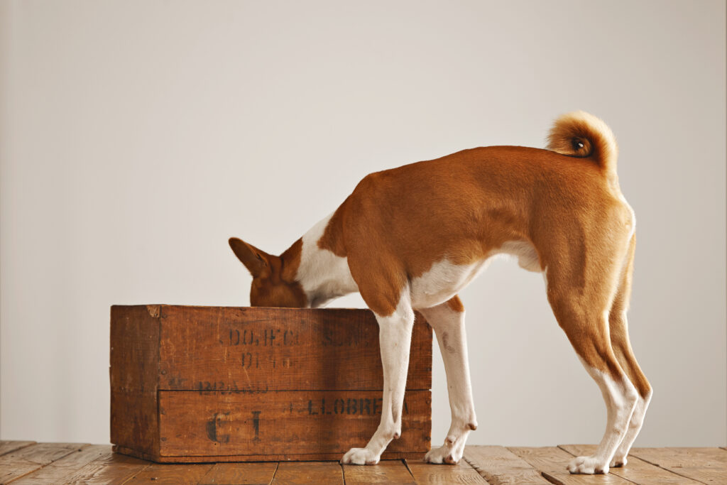 giochi cane