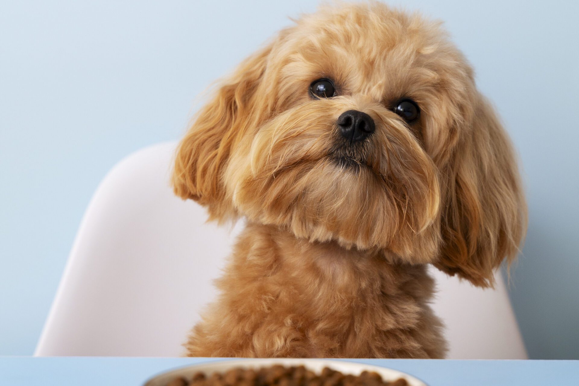 linee guida fediaf cibo cani