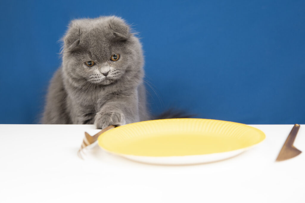 linee guida fediaf cibo gatti