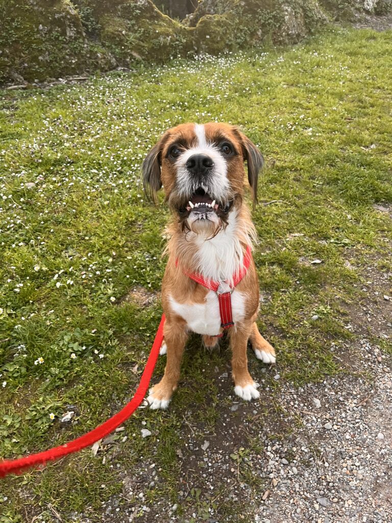 🎉 I miei primi 50 anni... canini!