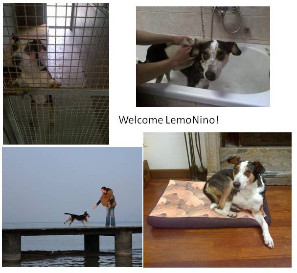 🎉 I miei primi 50 anni... canini! Nippo