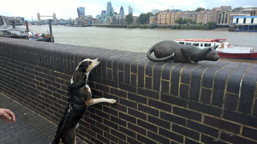 🎉 I miei primi 50 anni... canini!