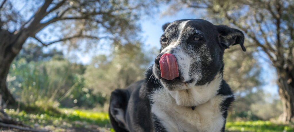 In sintesi “L’intesa con il cane. I segnali calmanti – 25 anni dopo” di Turid Rugaas è un piccolo grande libro che ti cambia lo sguardo sul tuo cane. Ti insegna ad ascoltarlo, a comprenderlo e a i segnali calmanti cane