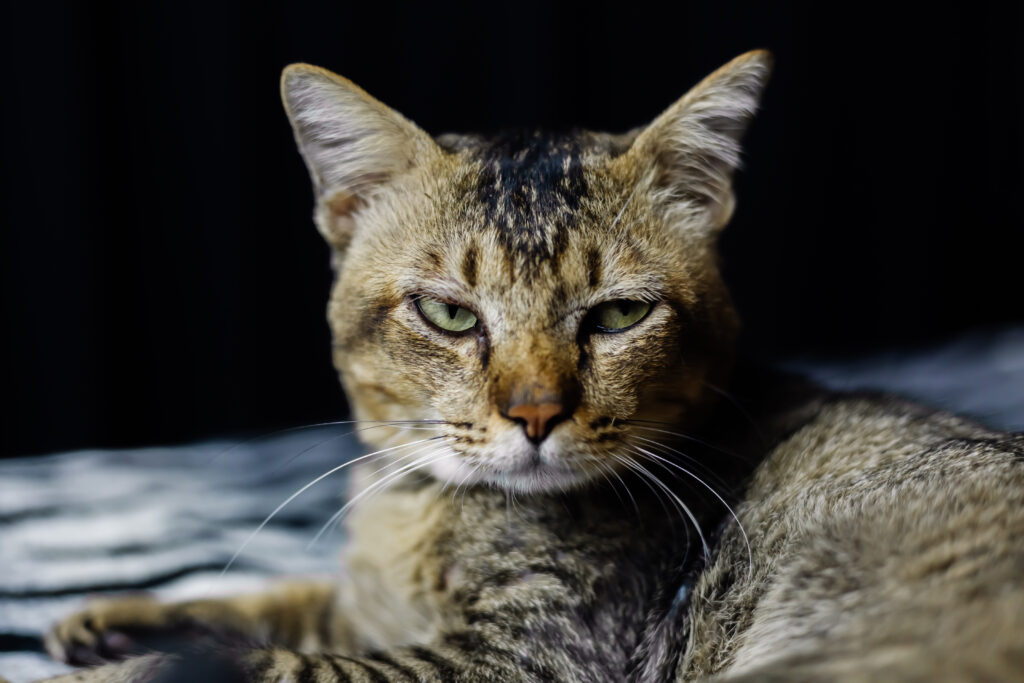 gatto espressioni facciali