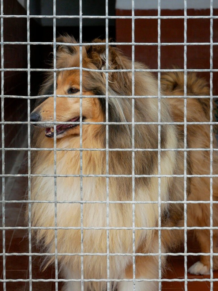 Scopri l'Adozione a Distanza e l'Adozione per un Giorno al Rifugio UAI! cane rifugio uai