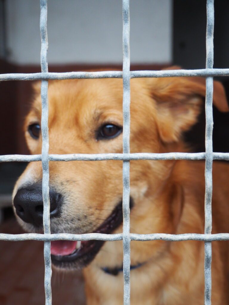 Scopri l'Adozione a Distanza e l'Adozione per un Giorno al Rifugio UAI! cane rifugio uai