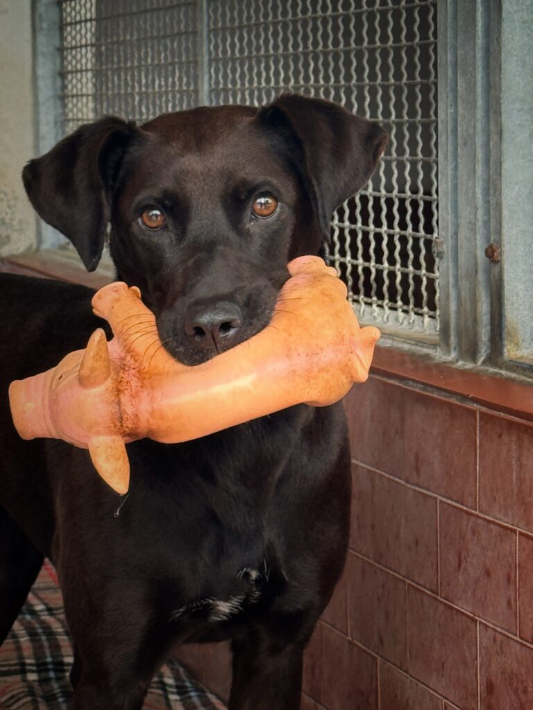 Scopri l'Adozione a Distanza e l'Adozione per un Giorno al Rifugio UAI! adozione a distanza cane