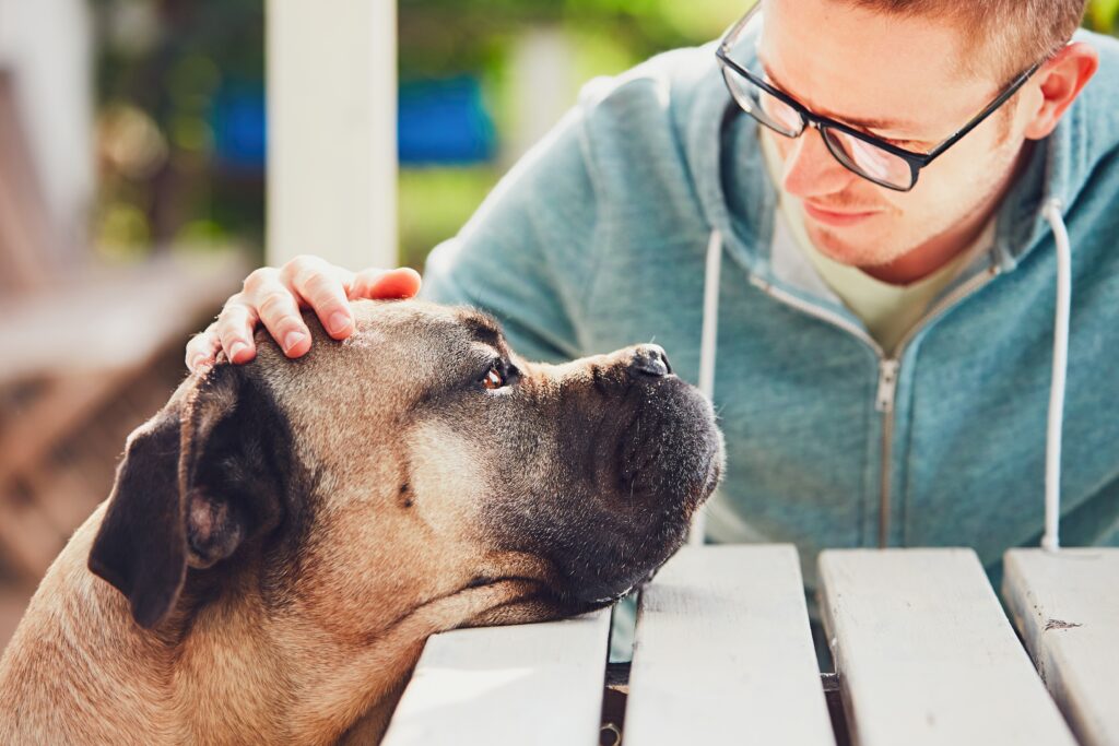 Cane osserva il volto di una persona e le sue espressioni emotive