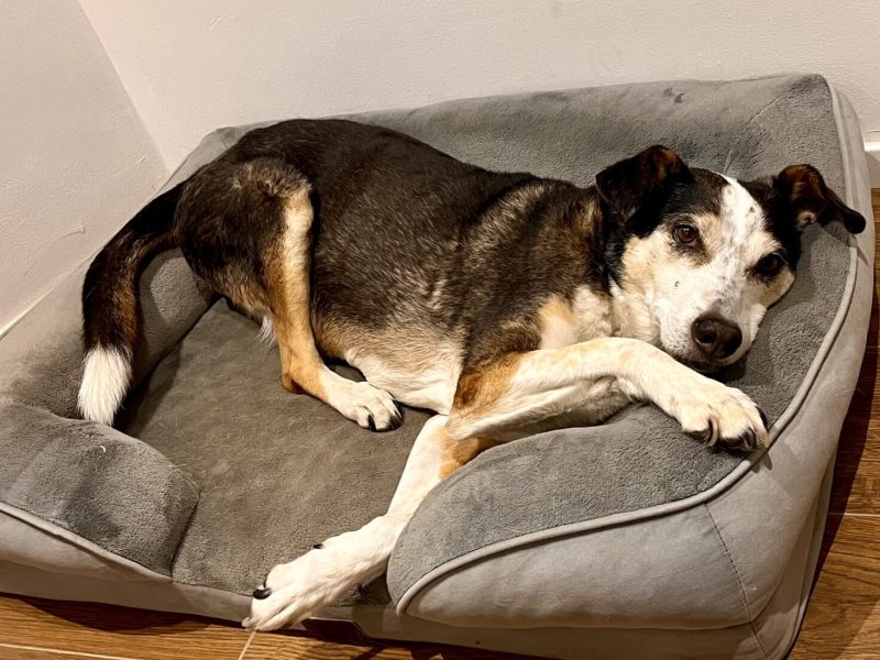 cuccia cane interno bedsure