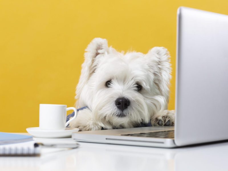 cute-little-dog-impersonating-business-person